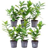 Plants by Frank | laurierkers 'Novita' haag | Plantenset met 6 winterharde haagplanten