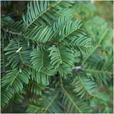 Plants by Frank | Taxus 'Baccata' haag | Plantenset met 6 winterharde haagplanten