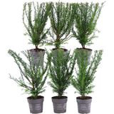 Plants by Frank | Taxus 'Baccata' haag | Plantenset met 6 winterharde haagplanten