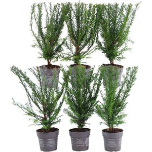 Plants by Frank | 1 strekkende meter Venijnboom haag | 6x Taxus baccata Ø12 cm - 20 cm | winterharde haagplanten | Groenblijvende haag | Tuinplanten | Planten