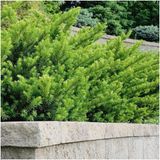 Plants by Frank | Taxus media 'Farmen' haag | Plantenset met 6 winterharde haagplanten