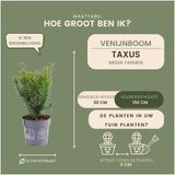 Plants by Frank | Taxus media 'Farmen' haag | Plantenset met 6 winterharde haagplanten