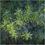 Plants by Frank | Taxus media 'groenland' haag | Plantenset met 6 winterharde haagplanten