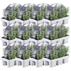 Plants by Frank - Lavendelplanten - Vaste Planten - Groen - 72 Stuks