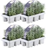 Plants by Frank | 24 Lavendelplanten | 24 x Ø7 cm - ↕15 cm | Lavendelplant winterhard | Planten