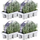 Plants by Frank - 24 Lavendelplanten - Vaste planten - Tuinplanten - 24 x Ø7 cm - 15 cm - Lavendelplant winterhard - planten