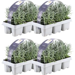 Plants by Frank - 24 Lavendelplanten - Vaste planten - Tuinplanten - 24 x Ø7 cm - 15 cm - Lavendelplant winterhard - planten