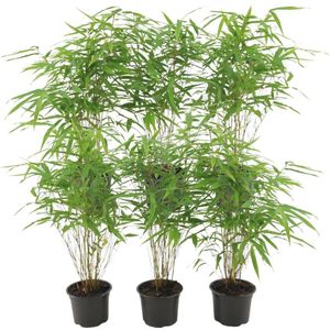 Plants by Frank | Set van 6 Bamboe Planten | 6 x Fargesia Rufa Ø13 cm | ↕25 cm | Planten