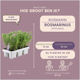 Plants by Frank | 72 Rozemarijnplant | 72 x Ø7 cm | ↕25 cm | Rosmarinus offincalis | Planten