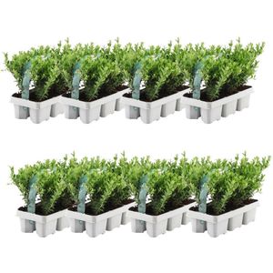 Plants by Frank - 48 hulstplanten winterhard | 48 x Ø7 cm - 15 cm | Ilex crenata Jenny | haagplanten | buxus vervanger | Tuinplanten | Planten