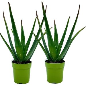 Aloë Vera - 2 stuks - Ø 12 cm - Hoogte: 30-40cm - Plant - Kamerplant - Vetplant - Succulent - Aloë - luchtzuiverend - makkelijk te onderhouden