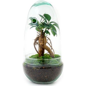 Terrarium - Egg bonsai - 25 cm - Ecosysteem plant - Kamerplanten - DIY planten terrarium - Mini ecosysteem