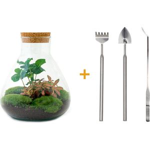 Terrarium - Sammie coffea - ↑ 27 cm - Ecosysteem plant - Kamerplanten - DIY planten terrarium - Mini ecosysteem + Hark + Schep + Pincet