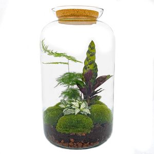 Diy terrarium - botanical sven xl - ↕ 43 cm