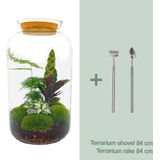 DIY Terrarium Asparagus + tools | Met 3 tropische planten