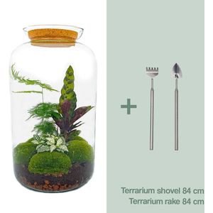 DIY Terrarium Asparagus + tools | Met 3 tropische planten