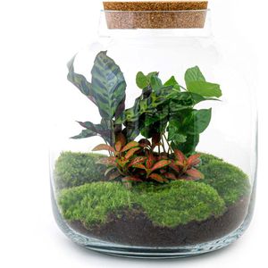 DIY Terrarium Botanical | Met 3 tropische planten