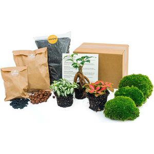 Planten terrarium pakket - Ficus ginseng bonsai - 3 terrarium planten - Startpakket - Navulling - DIY Ecosysteem Planten Set | Inclusief Planten - Substraat - Terrarium potgrond - Bolmos - Actieve kool - Handleiding en tips | urbanjngl