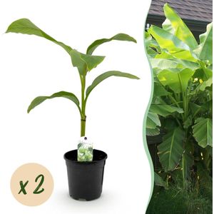 Musa basjoo of Tuinbanaan 60 cm - Tas Boomkwekerij
