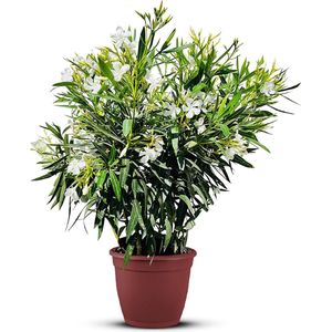 Nerium Oleander - Oleander Wit - Witte bloemen - Pot ⌀ 27cm - Hoogte 80-100cm