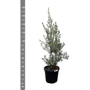 Olea Europaea olijf struik - 200cm