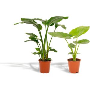 Strelitzia Nicolai - Ø19cm - 85cm + Alocasia Macrorrhiza - Ø19cm - 70cm