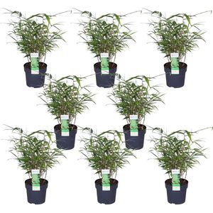 8x Fargesia rufa - ↨40cm - Ø14