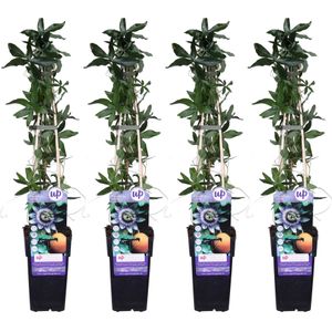 4x - Passiflora caerulea - ↨65cm - Ø15