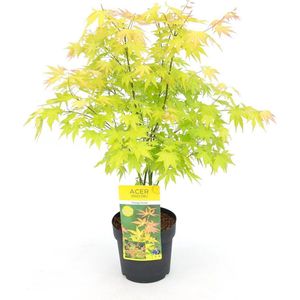 Hello Plants Acer Palmatum Orange Dream Japanse Esdoorn - Struik, Sierheester - Ø 19 cm - Hoogte: 40 cm