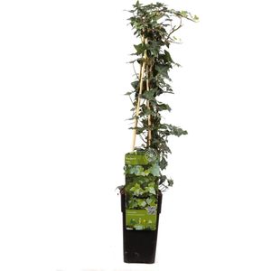 Hello Plants Hedera Helix Kleinbladige \Klimop - Klimplant - Ø 15 cm - Hoogte: 65 cm