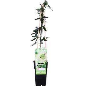 Hello Plants Passiflora Caerulea Constance Elliot Passiebloem - Klimplant - Ø 15 cm - Hoogte: 65 cm