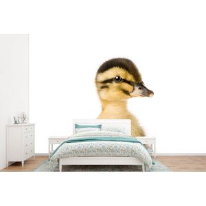 Eend - Geel - Dieren - Natuur - Behangpapier