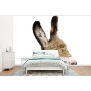 Ezel - Bruin - Dieren - Natuur - Behangpapier