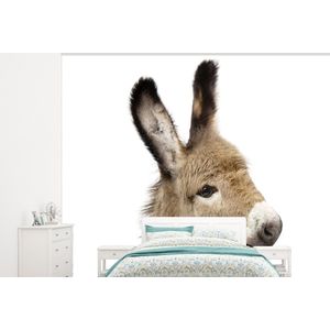 Ezel - Bruin - Dieren - Natuur - Behangpapier