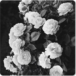 Muismat XXL - Bureau onderlegger - Bureau mat - Bloemen - Zwart wit - Natuur - Planten - Rozen - 50x50 cm - XXL muismat