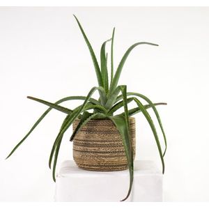 Kartonnen Plantenpot Ficus - Diameter 40cm - Plantenpot van karton - 40x40x35 cm - Plantenpot voor binnen - Zonder binnenpot - KarTent