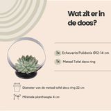 ROOTLESS Succulent Echeveria Pulidonis op Deco tafelstandaard Ø20 cm - 20 cm -