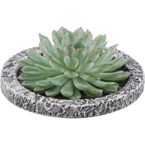 Echte Succulent groen in Concrete keramiek schaal - Ø12-14 cm - 5 cm - 1x Echeveria Pulidonis - kamerplant - vetplant - Herfstdecoratie