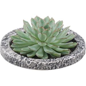 Echte Succulent groen in Concrete keramiek schaal - Ø12-14 cm ↕5 cm|1x Echeveria Pulidonis|vetplant