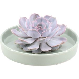 Echte Succulent Lila in groene keramiek schaal - Ø12-14 cm - 5 cm - 1x Echeveria Lilacina - kamerplant - vetplant