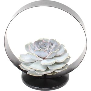 Echte Succulent lila op tafel standaard zwart - Ø12-14 cm - 5 cm - 1x Echeveria Lilacina - kamerplant - vetplant