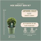 Plants by Frank | echte hulstplant in bolvorm | 2x Ilex crenata 'Jenny' bol | set van 2 stuks | 20 cm Ø diameter | buxusvervanger | Ilex | tuinplanten | buxus | planten