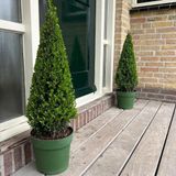 Plants by Frank | Echte hulstplant piramide | 1x Ilex crenata 'Jenny' piramide | 22 cm Ø & 55 cm