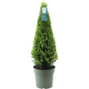 Plants by Frank | Echte hulstplant piramide | 1x Ilex crenata 'Jenny' piramide | 1 stuk | 22 cm Ø & 55 cm hoog | Buxusvervanger | Ilex | Tuinplanten | Buxus | planten