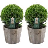 Plants by Frank | echte hulstplant in bolvorm | 2x Ilex crenata 'Jenny' bol in houten pot | 20 cm Ø