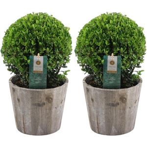 Plants by Frank | echte hulstplant in bolvorm | 2x Ilex crenata 'Jenny' bol in houten pot | set van 2 stuks | 20 cm Ø diameter | buxusvervanger | Ilex | tuinplanten | buxus | planten