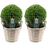 Plants by Frank | echte hulstplant in bolvorm | 2x Ilex crenata 'Jenny' bol in rietenmand | set van 2 stuks | 20 cm Ø diameter | buxusvervanger | Ilex | tuinplanten | buxus | planten