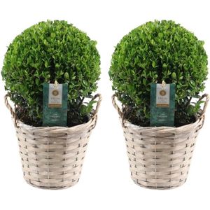 Plants by Frank | echte hulstplant in bolvorm | 2x Ilex crenata 'Jenny' bol in rietenmand | set van 2 stuks | 20 cm Ø diameter | buxusvervanger | Ilex | tuinplanten | buxus | planten