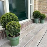 Plants by Frank | echte hulstplant in bolvorm | 1x Ilex crenata Jenny bol 20 cm Ø | 1x bol 25 cm Ø