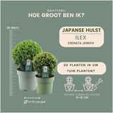 Plants by Frank | echte hulstplant in bolvorm | 1x Ilex crenata Jenny bol 20 cm Ø | 1x bol 25 cm Ø